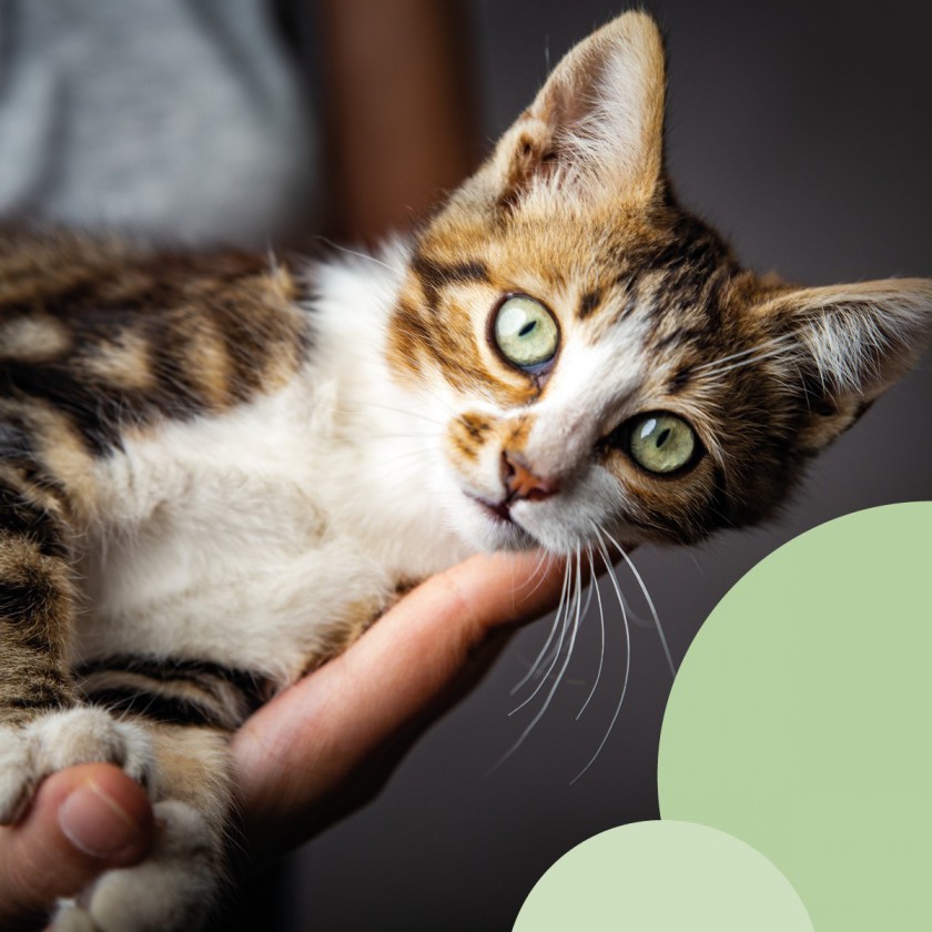 Gatti al Centro: Enpa Treviso al Tiziano!